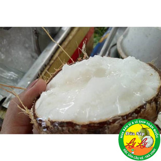 CÂY GIỐNG DỪA SÁP ĐẶC RUỘT