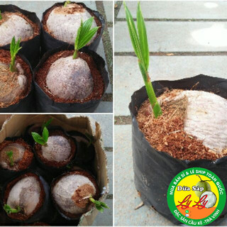 CÂY GIỐNG DỪA SÁP ĐẶC RUỘT