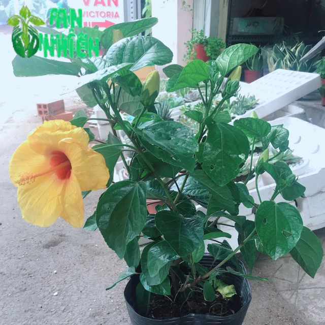 Chậu hoa dâm bụt
