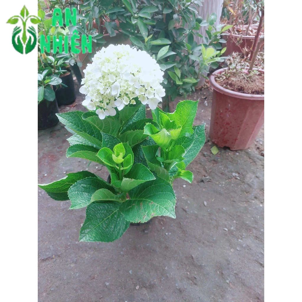 Cẩm Tú Cầu Hoa Đẹp