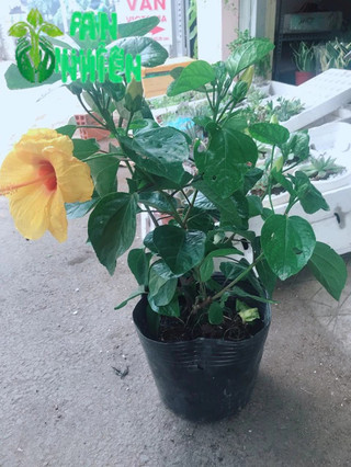 Chậu hoa dâm bụt