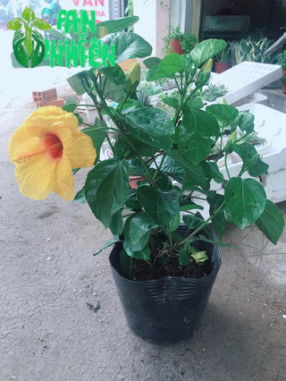 Chậu hoa dâm bụt