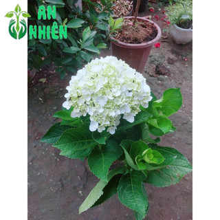 Cẩm Tú Cầu Hoa Đẹp