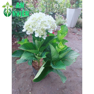 Cẩm Tú Cầu Hoa Đẹp