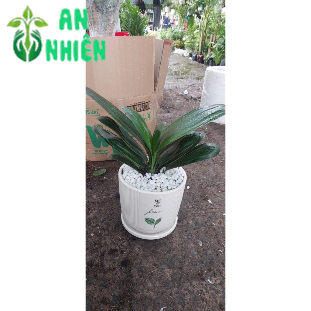 Chậu Cây Lan Quân Tử