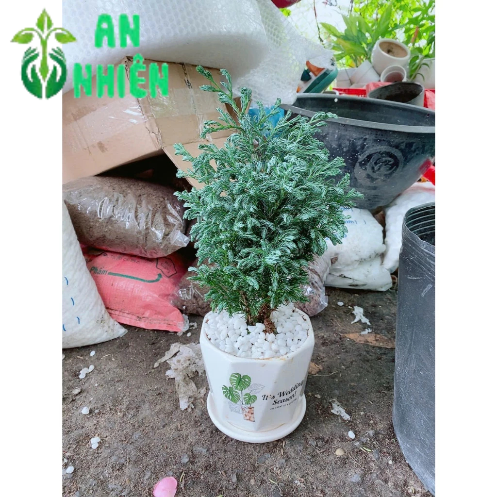 Chậu Cây Tuyết Tùng