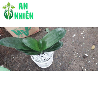 Chậu Cây Lan Quân Tử