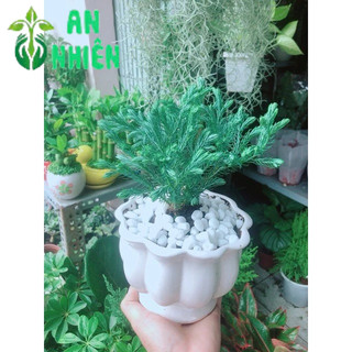 Chậu Cây Tuyết Tùng
