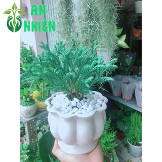 Chậu Cây Tuyết Tùng