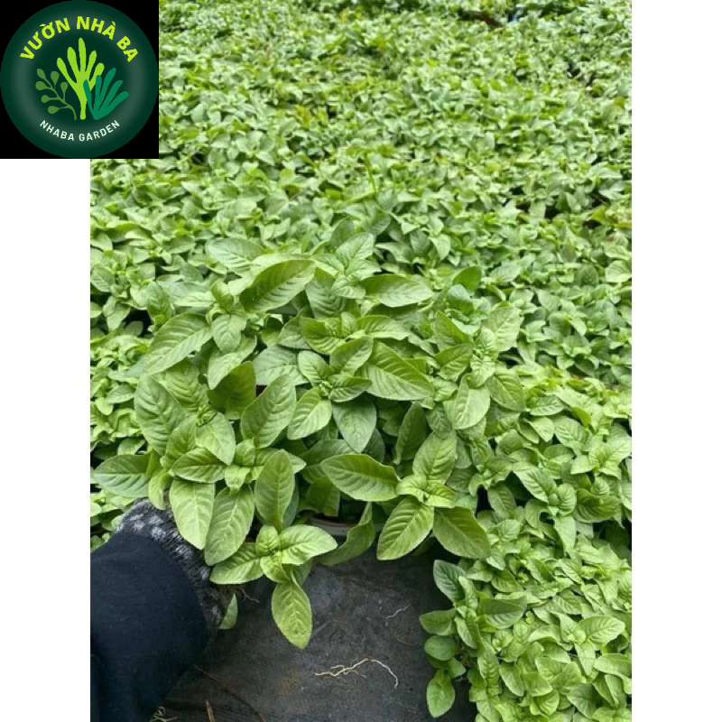 Cây Quế vị xá xị - hồi nước - quế đất - Limnophila rugosa- hương vị xá xị - ưa ẩm, chậu lớn.