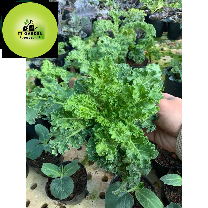 Combo 5 Cải Kale Xoăn : Kale Xanh Xoăn - cải kale mỹ - cải kale tốt cho sức khoẻ.