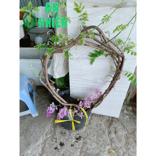 Cây Tử Đằng Hàng Đẹp