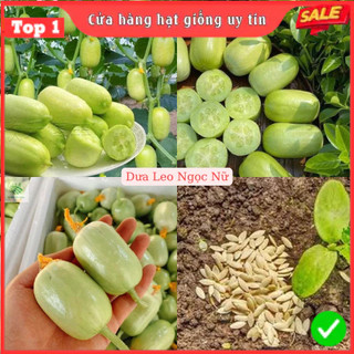  Hạt Giống Dưa Leo Ngọc Nữ F1 - Dễ Trồng - Dễ Chăm - Thu Hoạch Sớm 