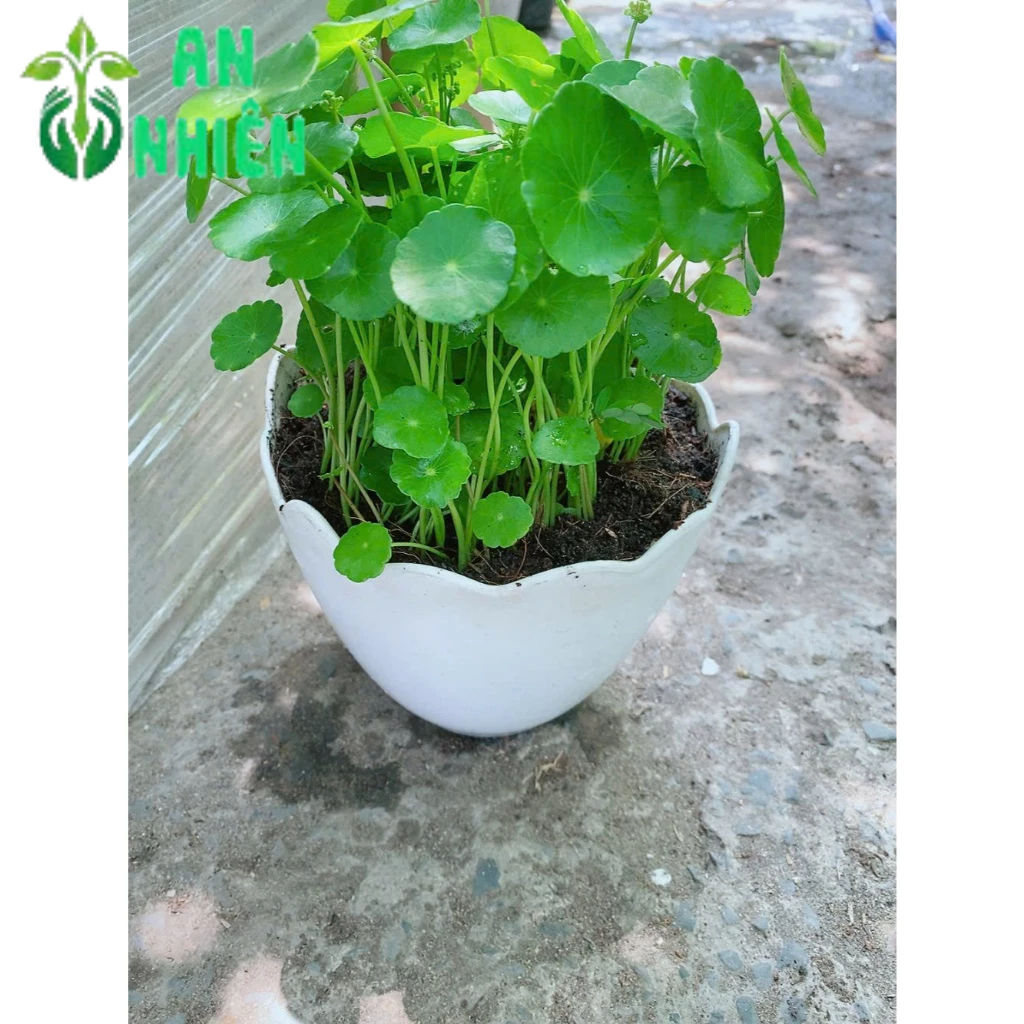 Chậu Cỏ Đồng Tiền