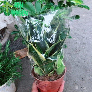 Lưỡi hổ thái xanh Mini