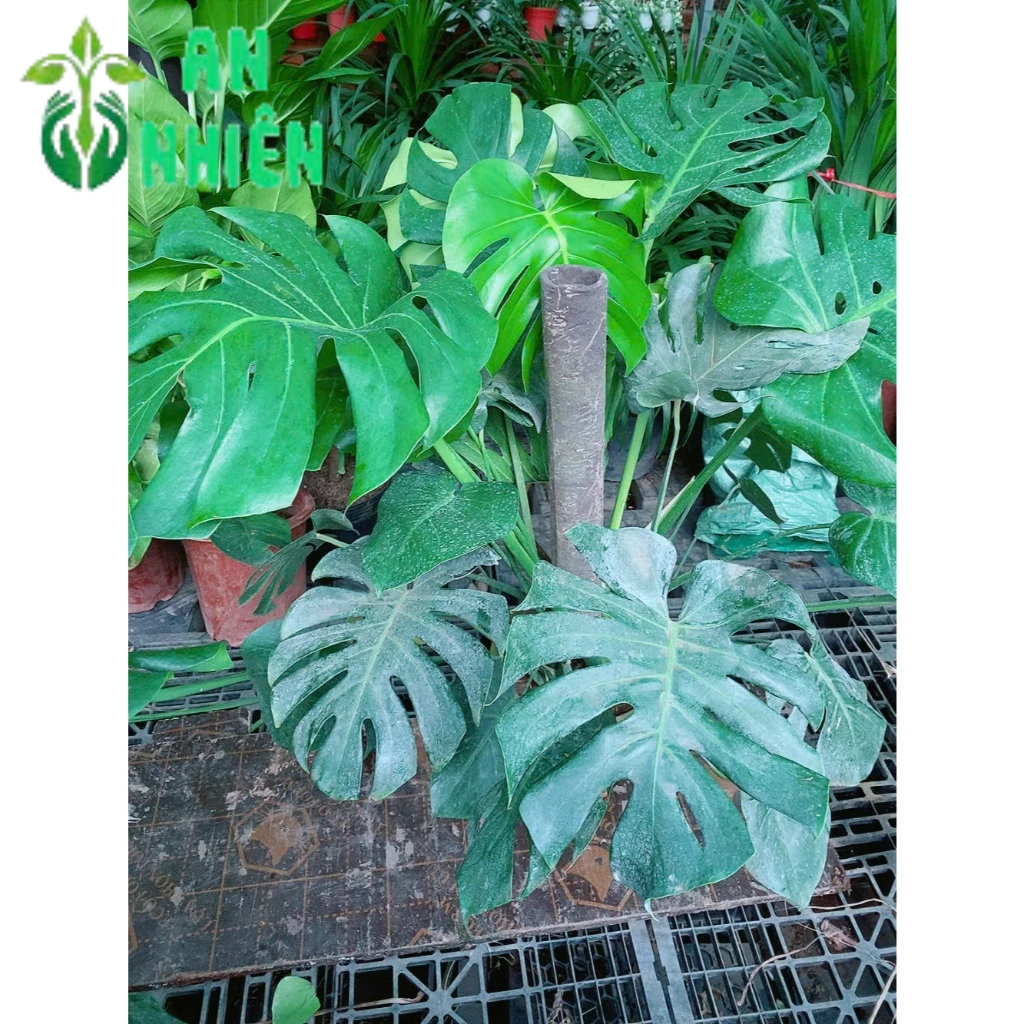 Trầu Bà Lá Sẻ Leo Cột Cao 80-100cm Tán Rộng 100-110cm