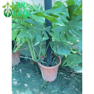 Trầu Bà Lá Sẻ Leo Cột Cao 80-100cm Tán Rộng 100-110cm