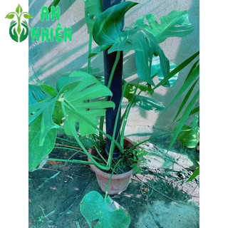 Trầu Bà Lá Sẻ Leo Cột Cao 80-100cm Tán Rộng 100-110cm