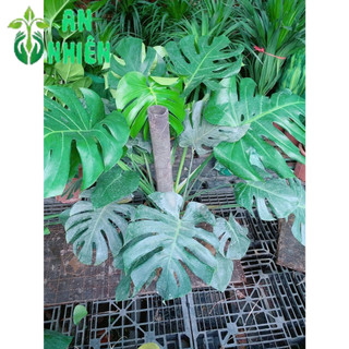 Trầu Bà Lá Sẻ Leo Cột Cao 80-100cm Tán Rộng 100-110cm