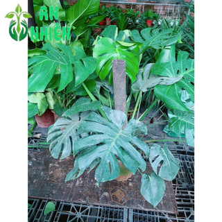 Trầu Bà Lá Sẻ Leo Cột Cao 80-100cm Tán Rộng 100-110cm