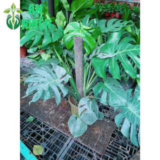 Trầu Bà Lá Sẻ Leo Cột Cao 80-100cm Tán Rộng 100-110cm