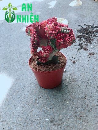Xương Rồng Vạn Lý