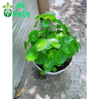 Chậu Cỏ Đồng Tiền