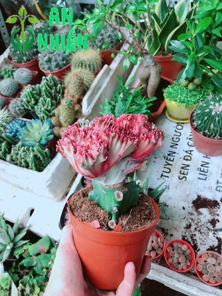 Xương Rồng Vạn Lý