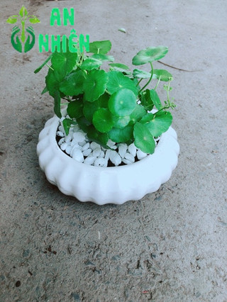 Chậu Cỏ Đồng Tiền