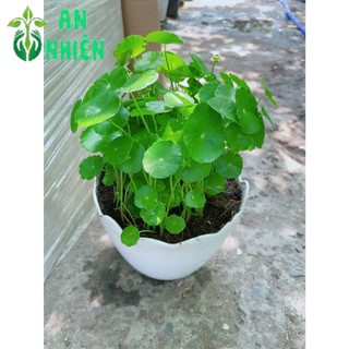 Chậu Cỏ Đồng Tiền