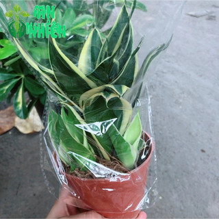 Lưỡi hổ thái xanh Mini