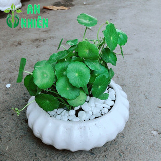 Chậu Cỏ Đồng Tiền