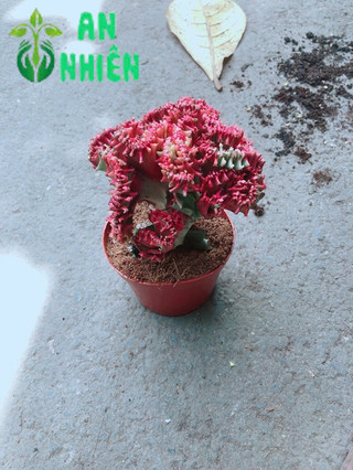 Xương Rồng Vạn Lý
