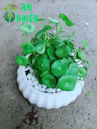 Chậu Cỏ Đồng Tiền
