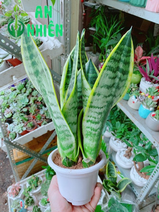 Lưỡi Hổ Cao 35cm