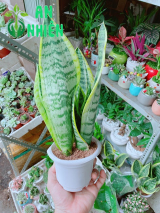 Lưỡi Hổ Cao 35cm