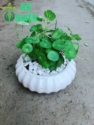 Chậu Cỏ Đồng Tiền