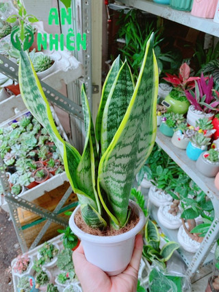 Lưỡi Hổ Cao 35cm