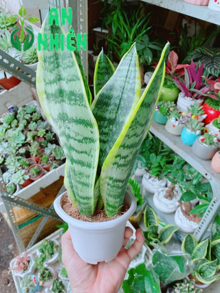 Lưỡi Hổ Cao 35cm