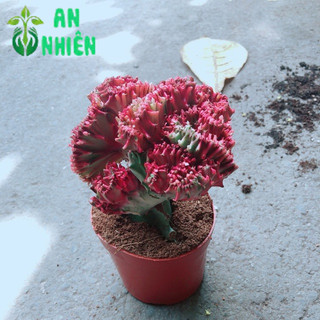 Xương Rồng Vạn Lý