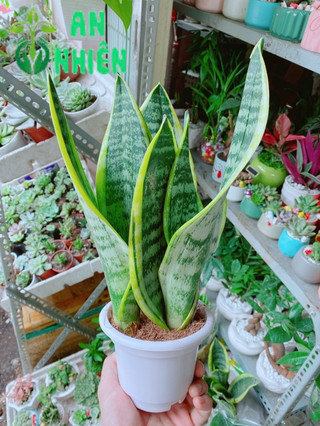 Lưỡi Hổ Cao 35cm