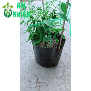 Ớt Sừng Trái Lớn