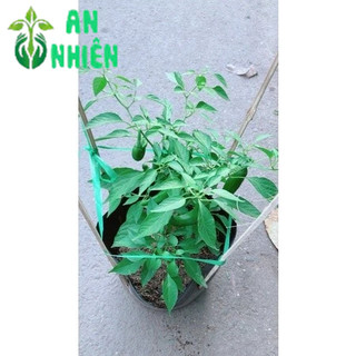 Ớt Sừng Trái Lớn