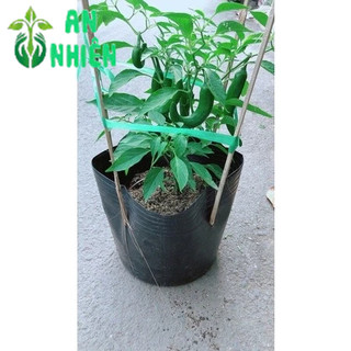 Ớt Sừng Trái Lớn