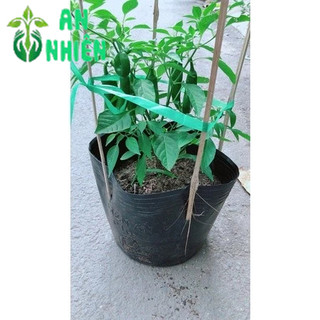 Ớt Sừng Trái Lớn