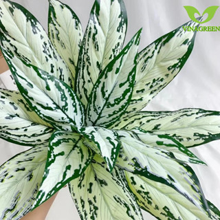 Tường cây giả - Cây giả trang trí, decor nhà cửa, chậu cây - Trầu bà lá xẻ - Tóc tiên