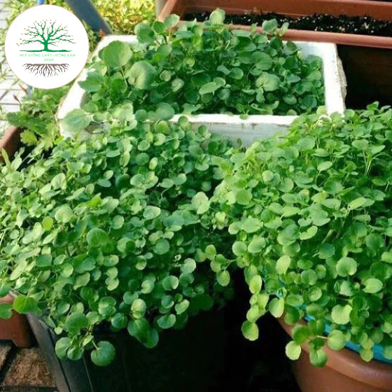 Hạt giống rau cải xoong, xà lách xoong trồng cạn giàu dinh dưỡng(Tặng Phân Bón) hat_giong_chat_luong_cao