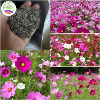 [300 Hạt] Hạt giống hoa sao nhái mix nhiều màu( tặng kèm phân bón ) Tong_kho_vat_tu_8386