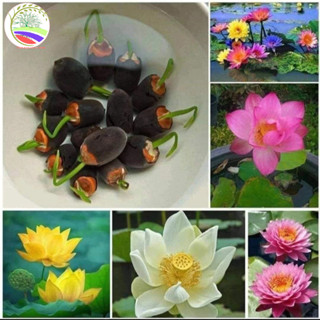 [10 HẠT]Hạt giống Sen Nhật Mini (Hàng Chọn Tốt) - Đã Cắt Đầu - (Gói Đủ Màu) Tong_kho_vat_tu_8386