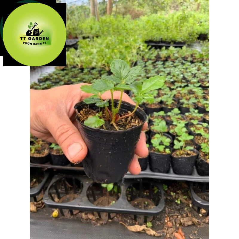 Cây giống ngó dâu tây pháp - dâu hana - dâu hàn quốc - dâu bạch tuyết cây khoẻ mạnh dễ trồng